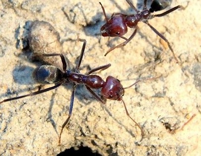 Close up image of meat ants.