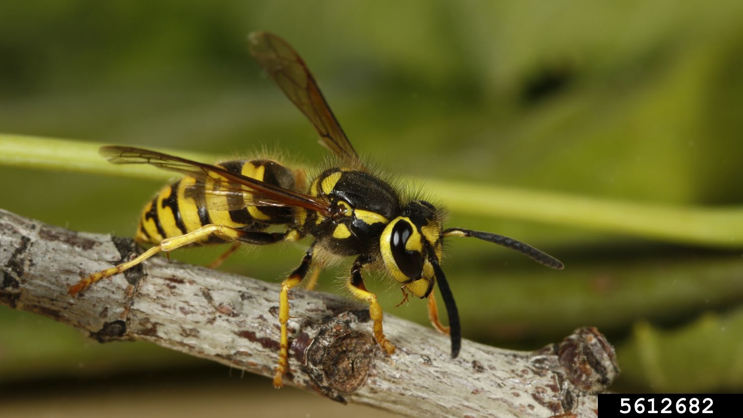 Photo of adult European wasp resting on a branch.