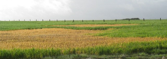 Spray drift damage to a wheat crop.