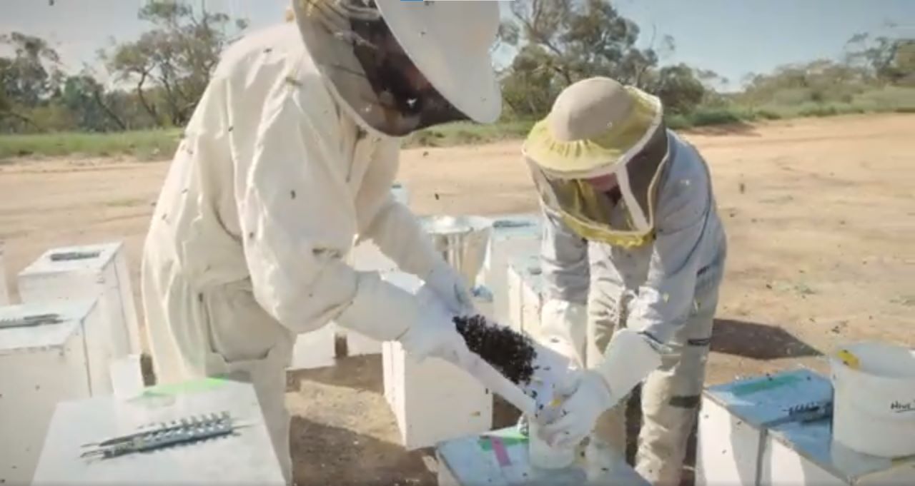 Two beekeepers in protective clothing are pouring bees into an alcohol wash