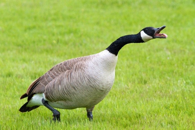 A goose with its mouth open.