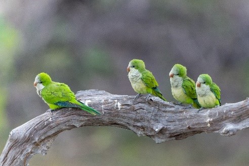 Green monk parakeet birds on a branch.