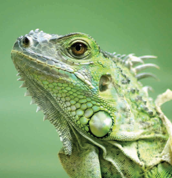 A close up image of a green iguana.