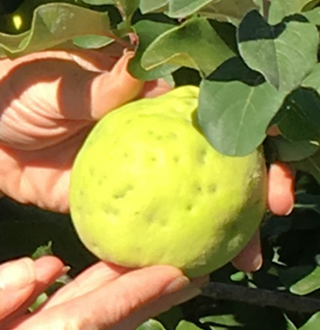 Queensland fruit fly sting marks on quince