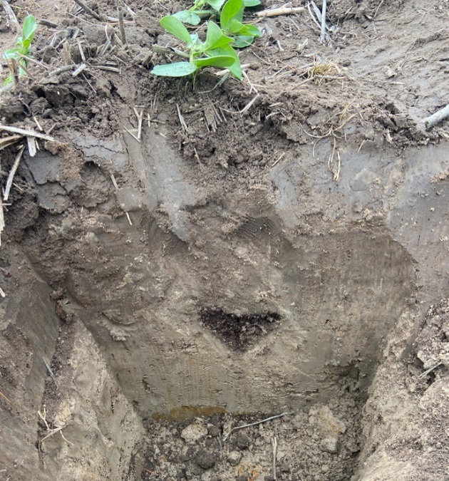 Face of soil pit with a dark grey soil overlying a light grey subsoil. There is a black triangle of the amendment at the top of the light grey sodic clay subsoil.