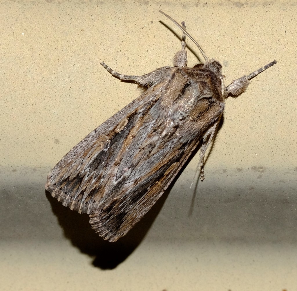 Inland armyworm moth