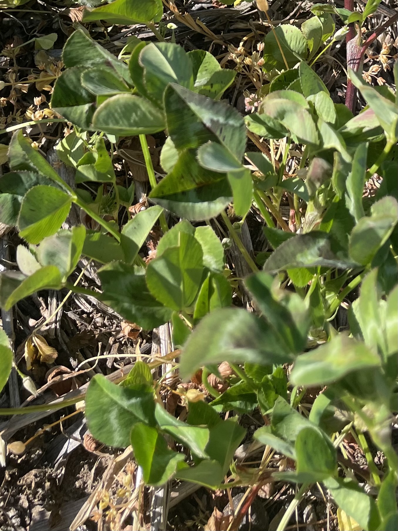 Arrowleaf clover plant