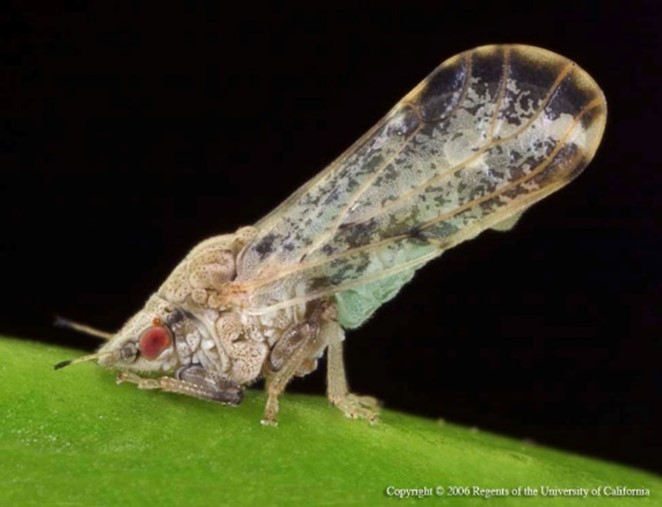 Asian citrus psyllid adult on a green leaf with wings raised above and behind it.