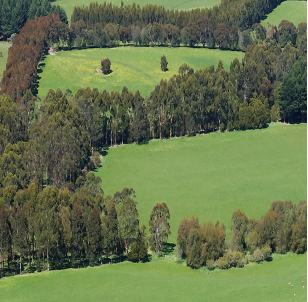 An overhead view of a small forest with large green meadows