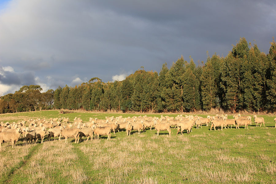 Sheep in a herd in front of plantation trees.