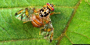 Mediterranean fruit fly