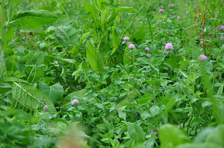 Figure 3: Example of a multispecies pasture with flowering clover and ryegrass. Flowering cloder and ryegrass growing together in a pasture.