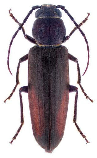 Figure 1. Burnt pine longhorn beetle adult female. Brown beetle with long, thin body and antennae about half the bodylength.