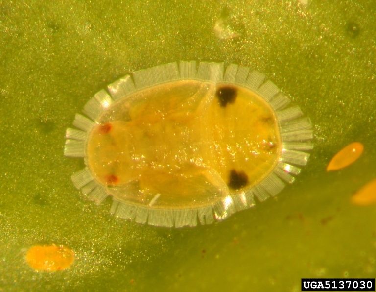Figure 3: African citrus psyllid mature nymph. African citrus psyllid mature nymph.