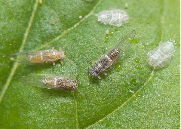 Three adult tomato potato psyllids with transparent wings on a green leaf, alongside white cast skins from earlier life stages.