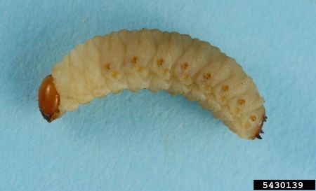 Larva of the red turpentine beetle 