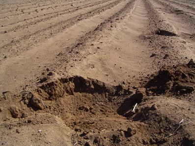 Light brown sandy soil with very few clods and furrows that are collapsing. This is an example of a fully cultivated soil with inadequate clods to stop erosion.