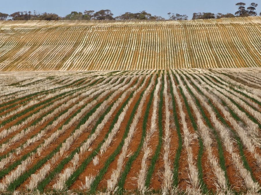 This crop was inter-row sown between standing stubble and was protected from sandblasting. Photo: J Leys A sandy paddock of cereal inter-row sown between standing cereal stubble to protect the emerging crop from sandblasting.