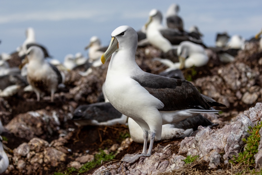 Shy albatross standing on a rocky nesting colony with other albatrosses in the background.
