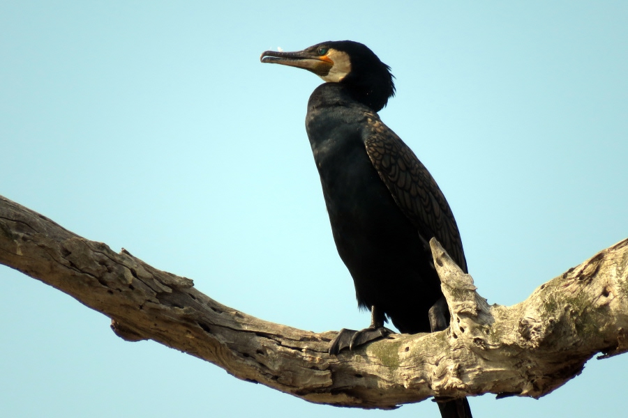 Great cormorant perched on a tree branch against a clear blue sky.