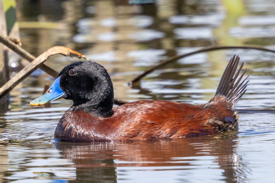 Blue-billed duck swimming in wetland water with its bright blue bill clearly visible.