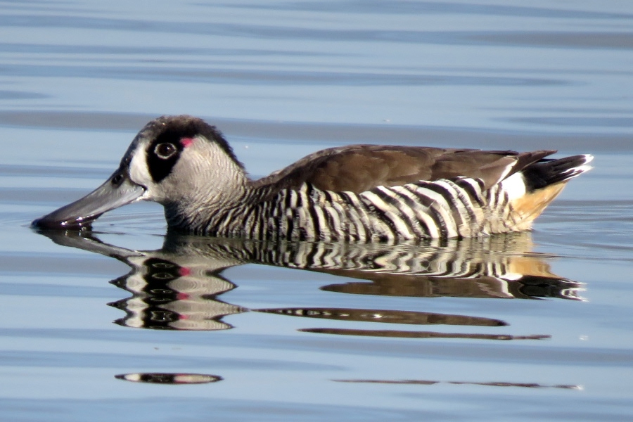 Pink-eared duck swimming on calm water with its reflection visible below.