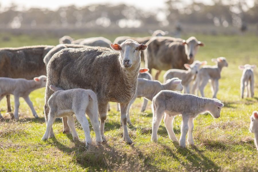 Ewes and lambs in pasture.