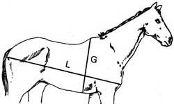 Diagram of horse showing how to measure the horse's girth and the length