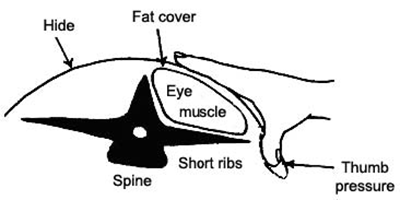 The degree of fat cover around the tail head and short ribs is assessed using the fingers and thumb