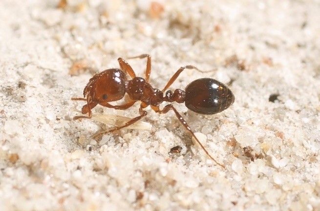 Close up image of a fire ant walking on ground.