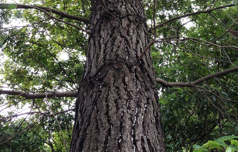Photo of a large pine tree trunk with white wax spots from giant pine scale.