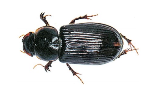 Adult blackheaded cockchafer beetle
