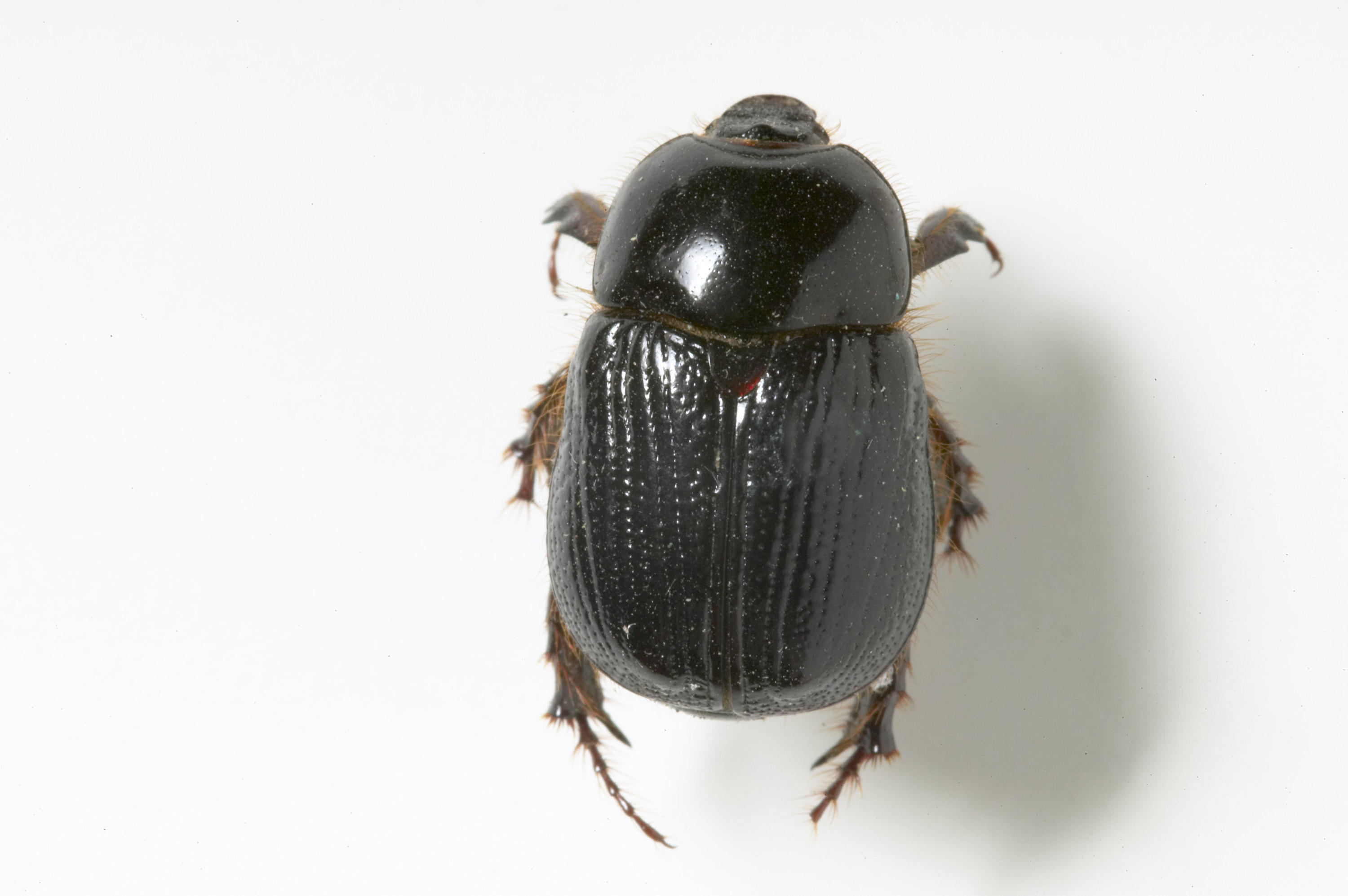 Redheaded cockchafer adult beetle