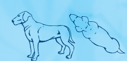 Sketch of dog with ribs showing at bottom of stomach