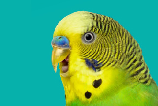 Yellow and green budgerigar