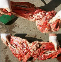 Sheep's head that has been levered open and the brain and pituitary gland exposed