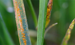 Barley leaves with stripes of yellow-orange spores