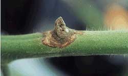 Early symptoms of grey mould, visible as a brown-grey infection developing on a pruning wound