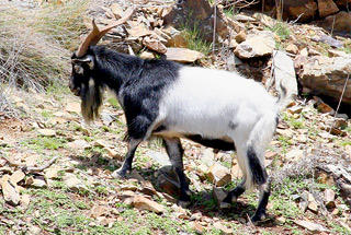 Feral goat on rocky pasture