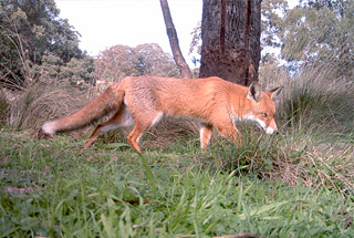 Red fox walking across grassy bush with tree in background