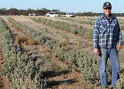Newly sown saltbush in the Wimmera, on the property of John McIntyre at Cannum