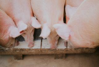 Pigs feeding at a trough