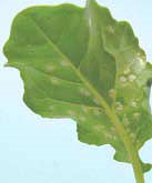 White blister on undersurface of broccoli leaf