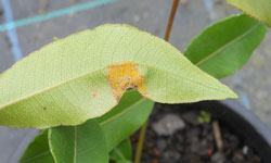 Bright yellow spores on the leaf of a lemon-scented myrtle leaf