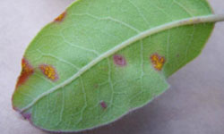Turpentine leaf with a few new dark red spots and yellow spores