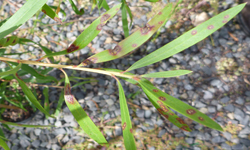 Set of bottlebrush leaves that have dark red lesions with yellow spores in the centre