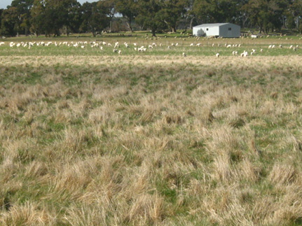 A typically low stocked paddock with bent grass