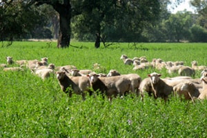Flock of sheep standing in deep lucerne pasture