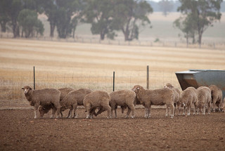 Flock of sheep on very dry paddock