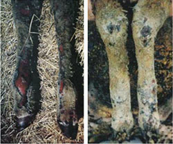  2 images. Close-up of severely burnt sheep's legs